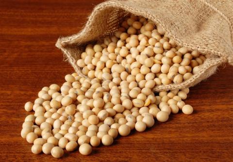 نصف واردات دانههای روغنی در انحصار ۵ نفر