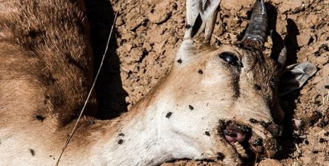 تهدید طاعون نشخوارکنندگان علیه حیات وحش کشور